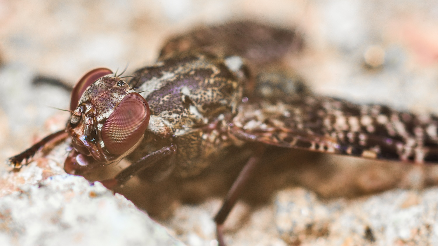 close up of a tsetse fly