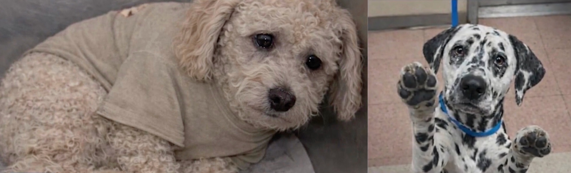 ai-generated images of sad-looking dogs