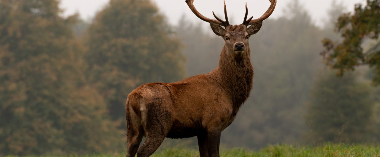 Why some meat tastes gamey