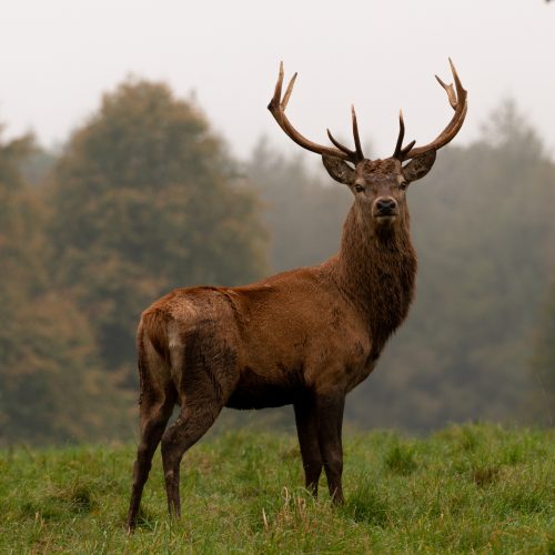 Why some meat tastes gamey