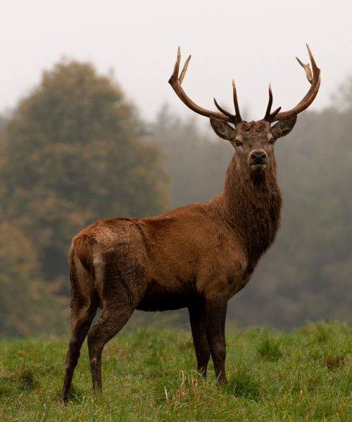 Why some meat tastes gamey