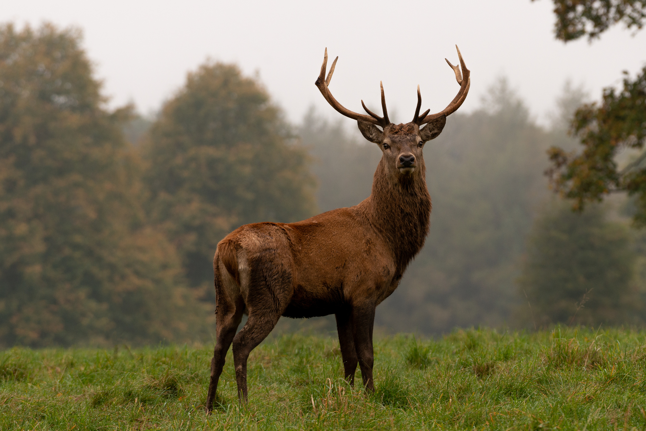 Male deer stag with large antlers looking into the camera in a grassy field with the forest behind him.