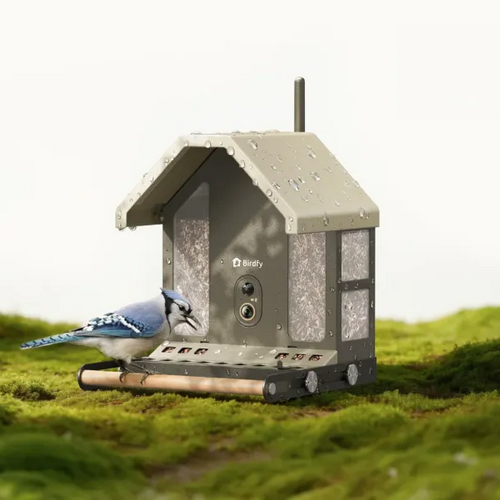 Birdfy Feeder Metal 2 4K Brings Ultra-HD Livestreaming to Your Backyard Birdwatching