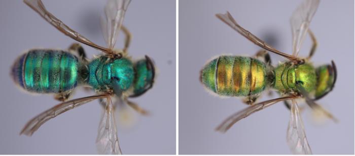 A single museum specimen (about 1 centimeter long) from the experiment, changing color as it goes from blue in dry air (left) to green in humid air (right). 