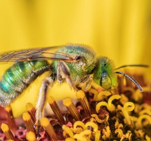 Humidity makes these bees go from blue to green