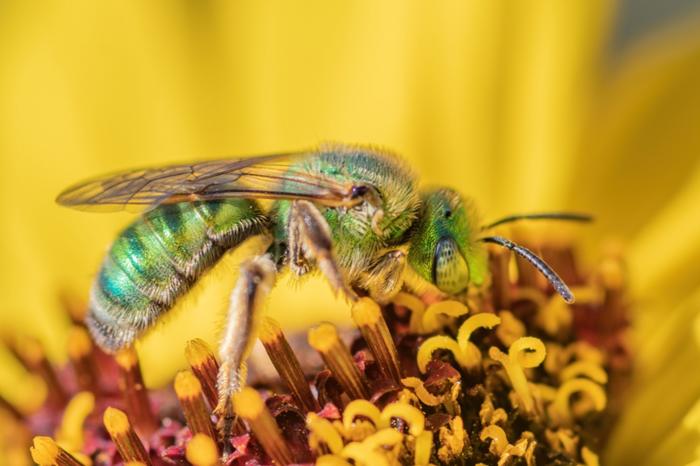 Humidity makes these bees go from blue to green