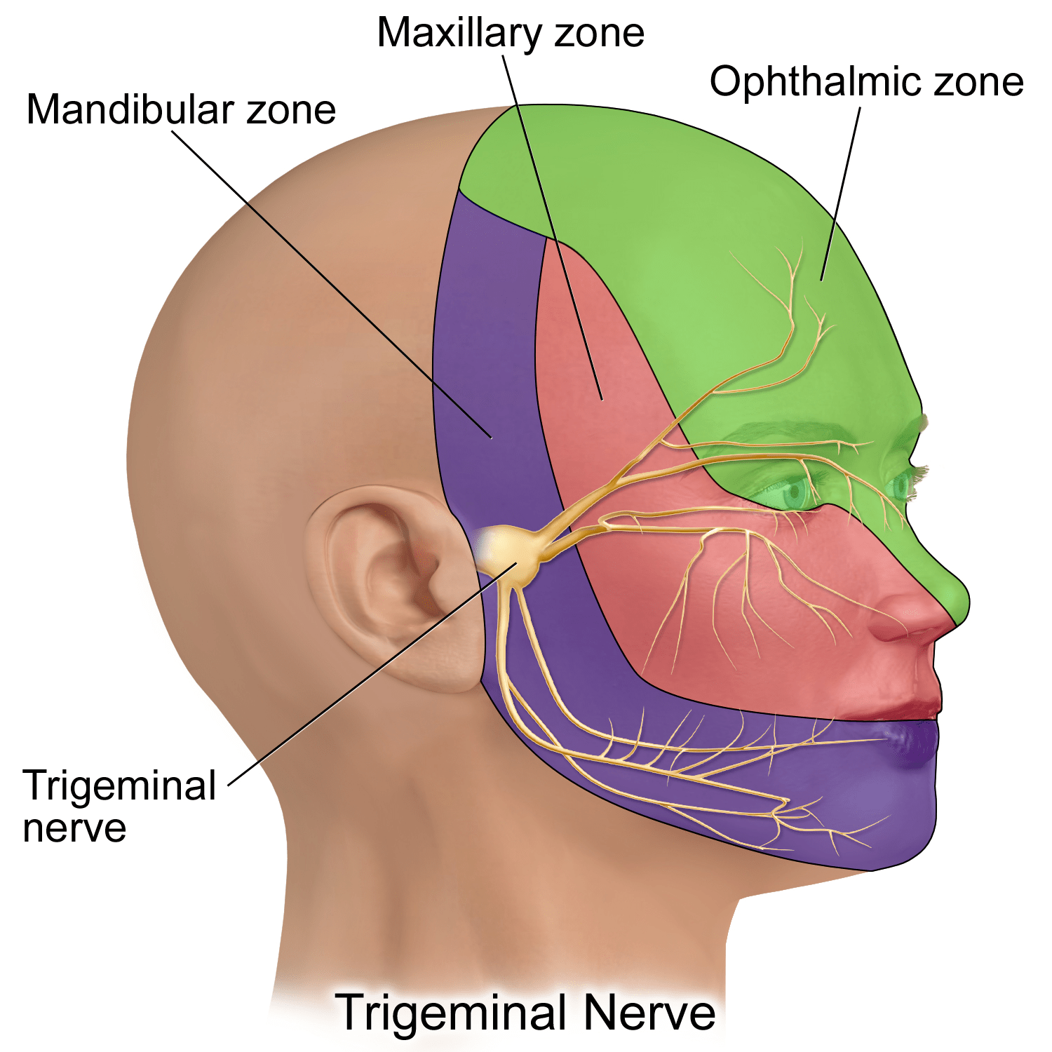 A diagram showing the trigeminal nerve in the human head. A yellow-ish nerve branches out from the ear towards the front of the face.